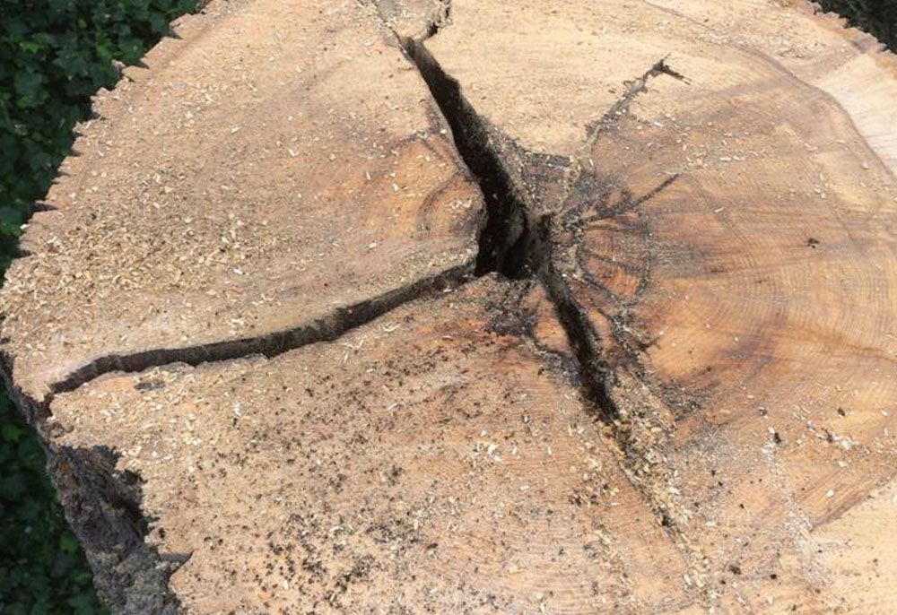 Tree stump