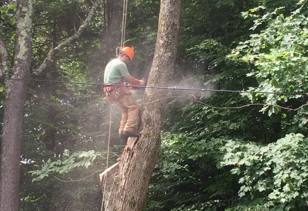 tree removal