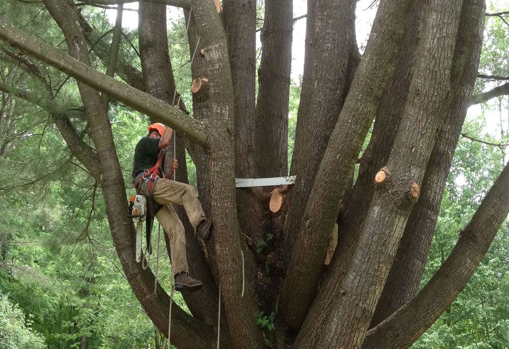 Greater Heights Tree and Land Management