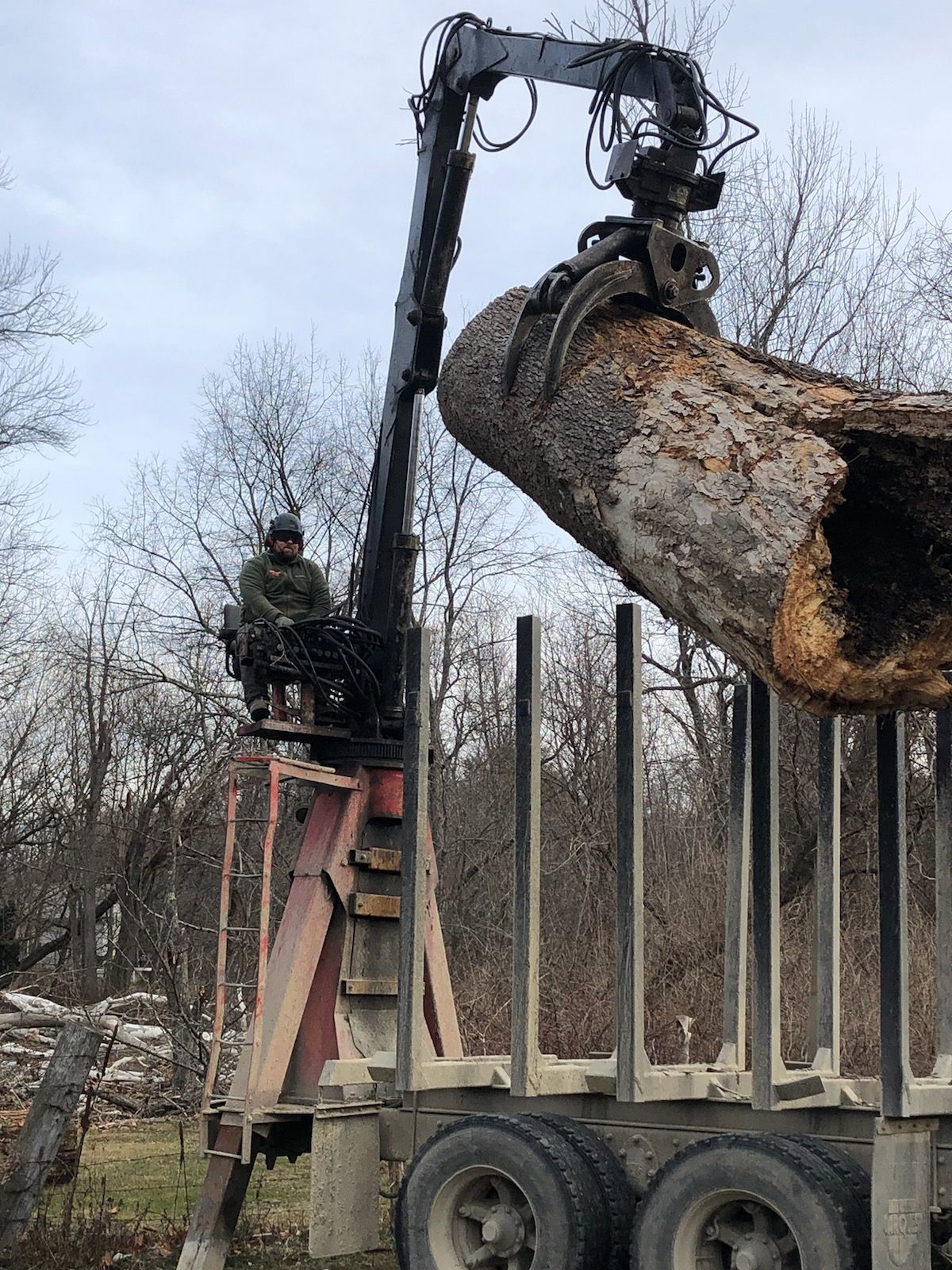 Tree removal
