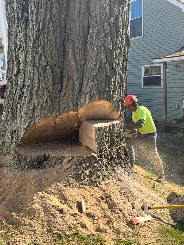 Tree removal