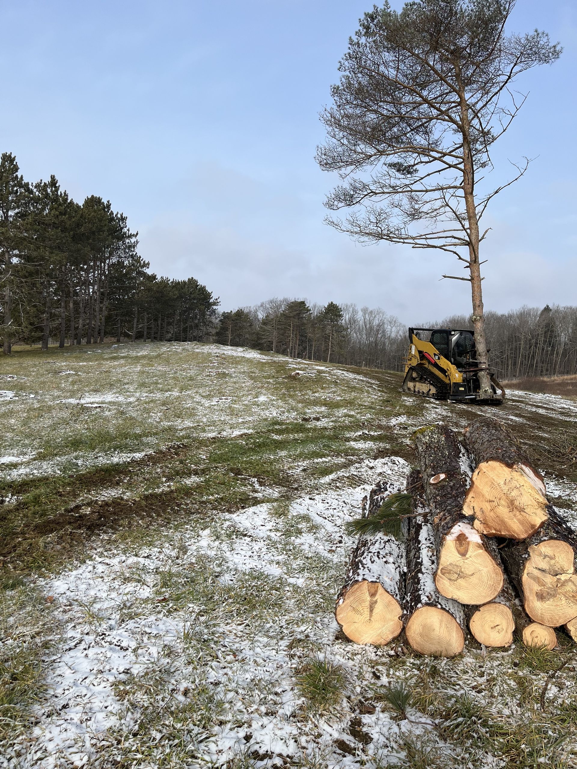 Tree Removal #5