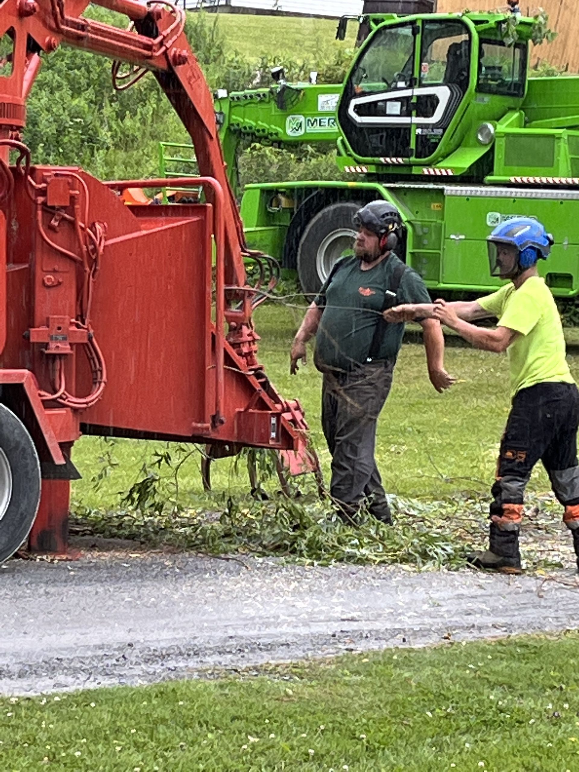 Tree Removal #1