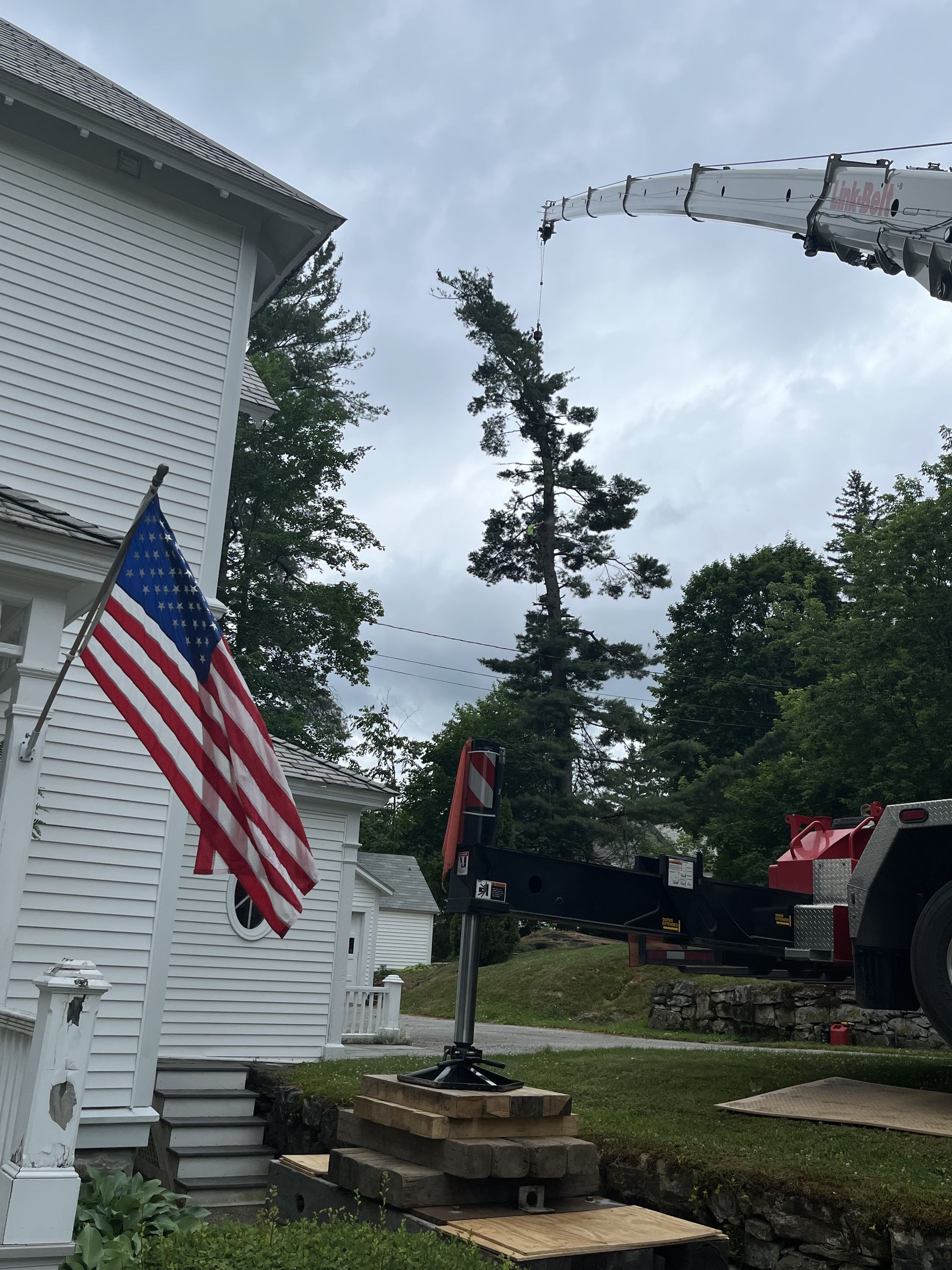 Tree Removal #7