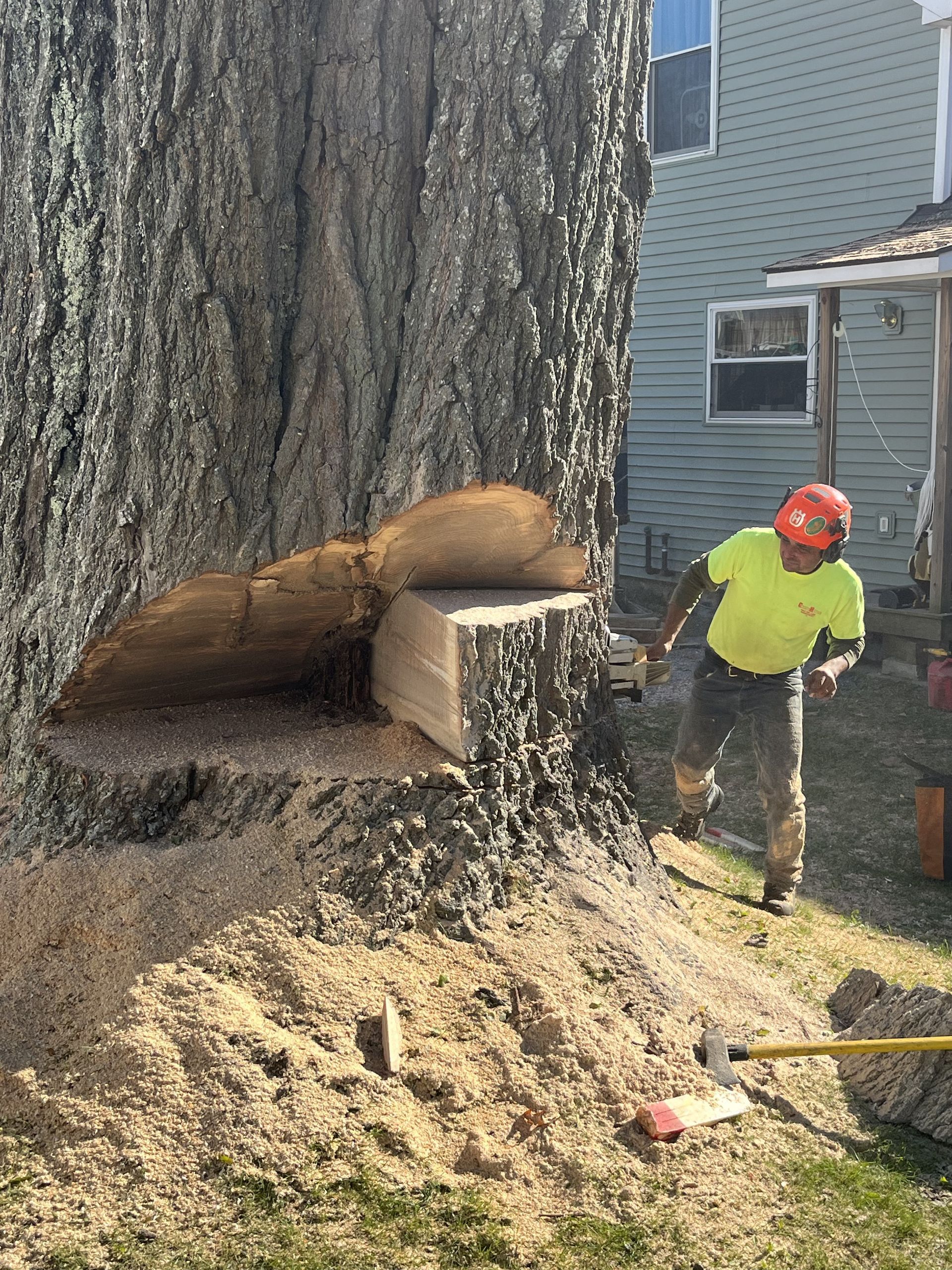 Tree Removal #9