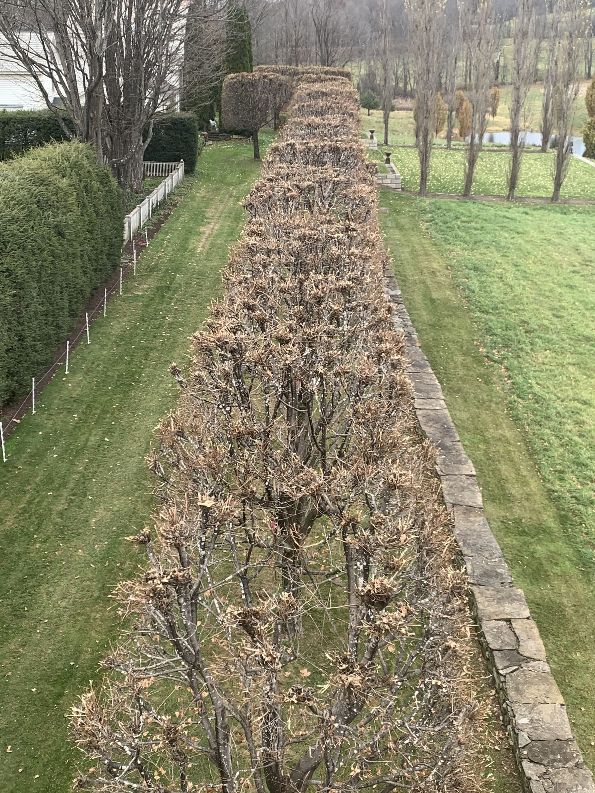 Tree Pruning #3