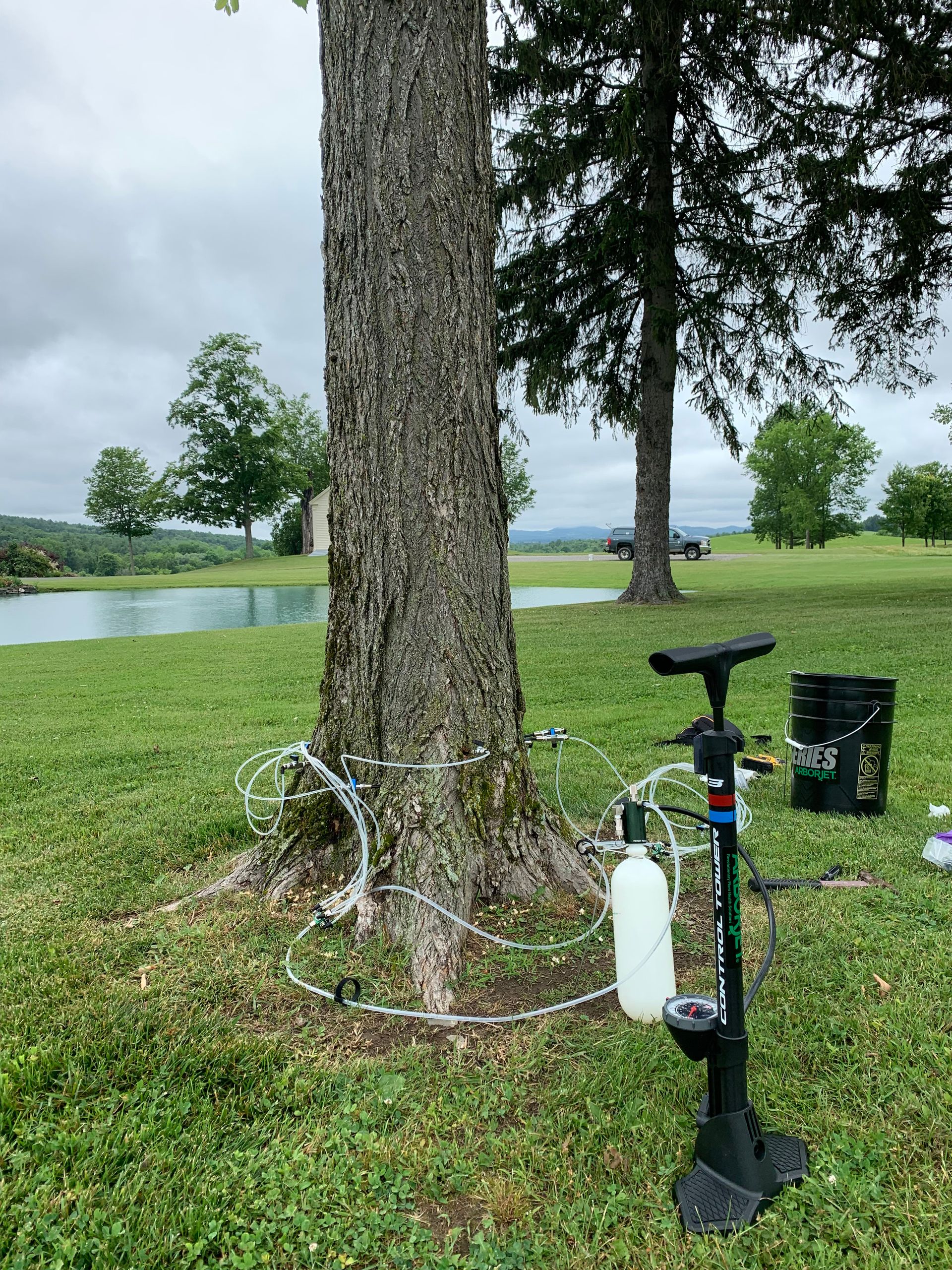 tree fertilization