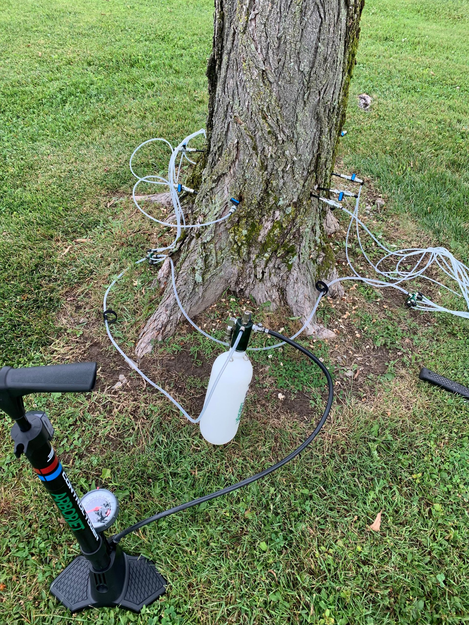 Tree Care #2