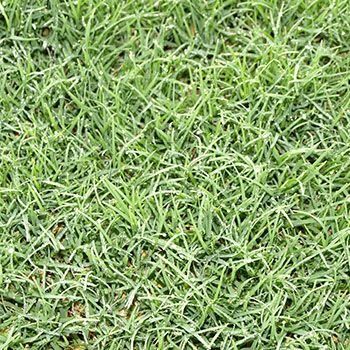 Close-up view of green grass.