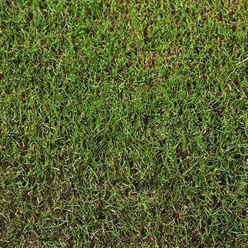 Green grass, closely mown.