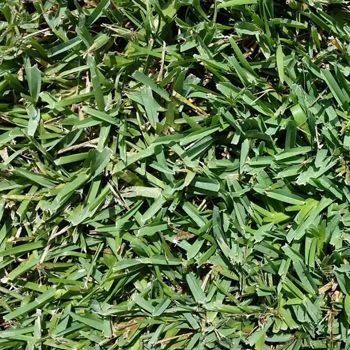 Close-up of green grass, blades of varying lengths.