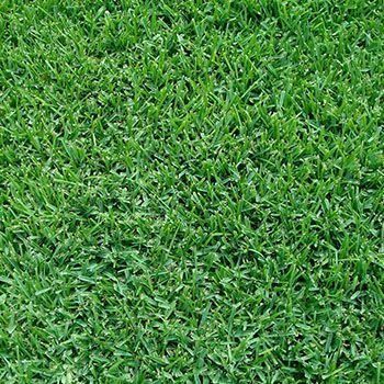 Lush green lawn, a close-up view of thick blades of grass.