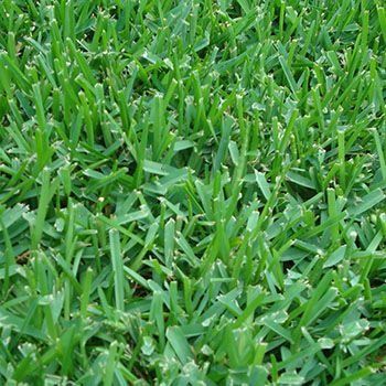 Close-up of green grass blades.