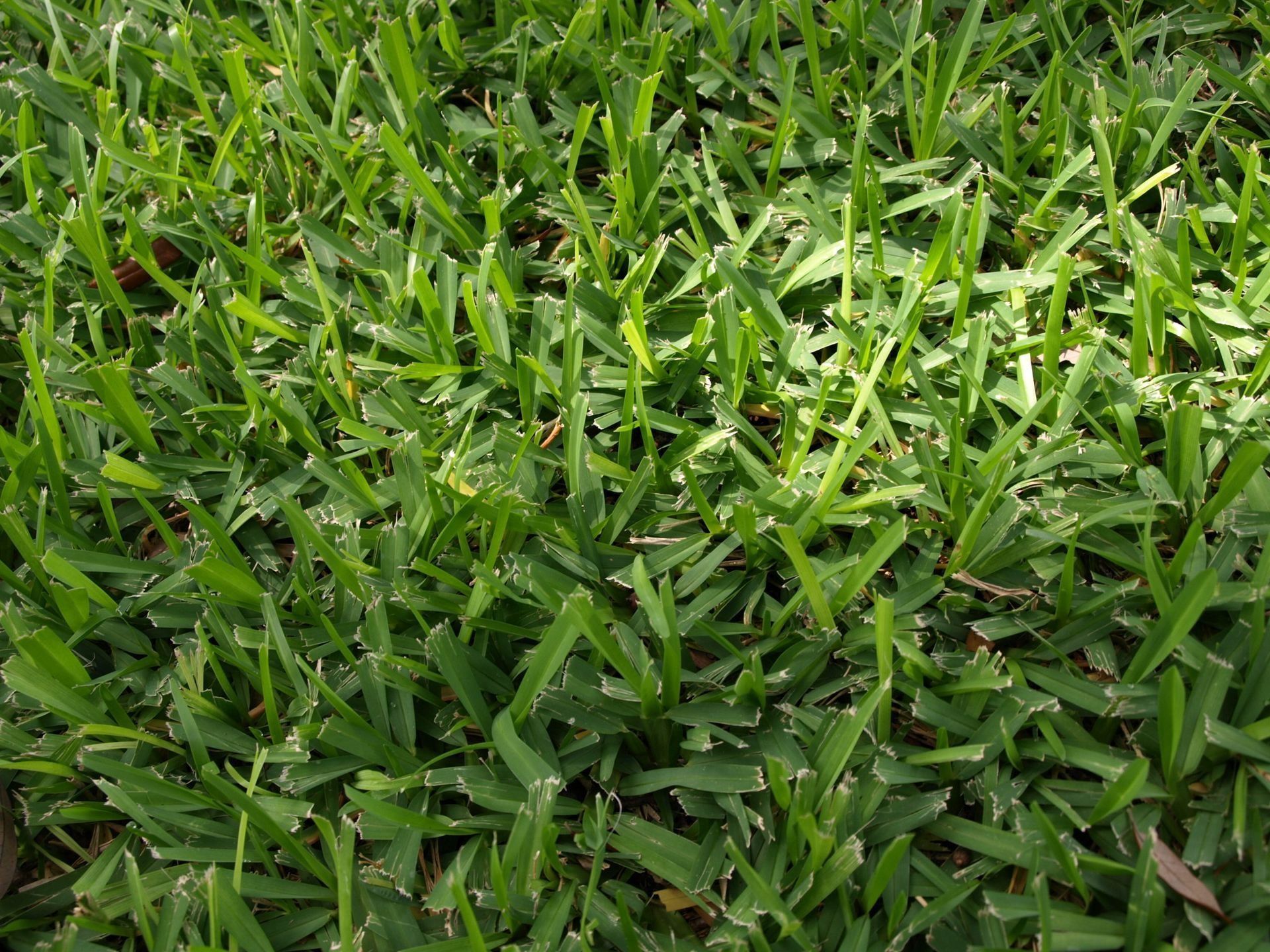 Close-up of vibrant green grass blades, possibly St. Augustine, filling the frame in sunlight.