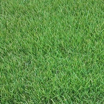 Lush green lawn, tightly packed grass blades.
