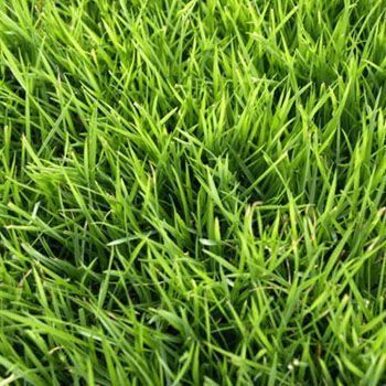 Close-up of vibrant green grass, a dense lawn.