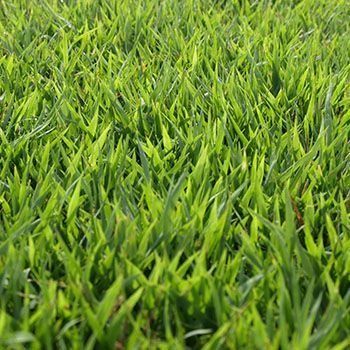 Lush, green grass close-up, blades glistening in the sunlight.