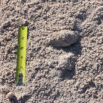 Close-up of sand with a measuring tape. Sand is tan, tape is yellow and black.