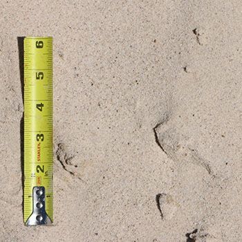 Tape measure next to beige sand with small footprints.