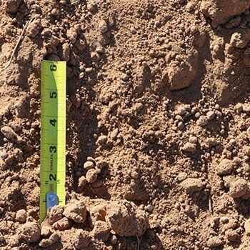 Brown soil with a yellow tape measure, showing a scale of inches.
