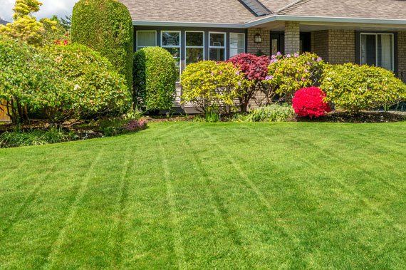 Newly-mowed grass