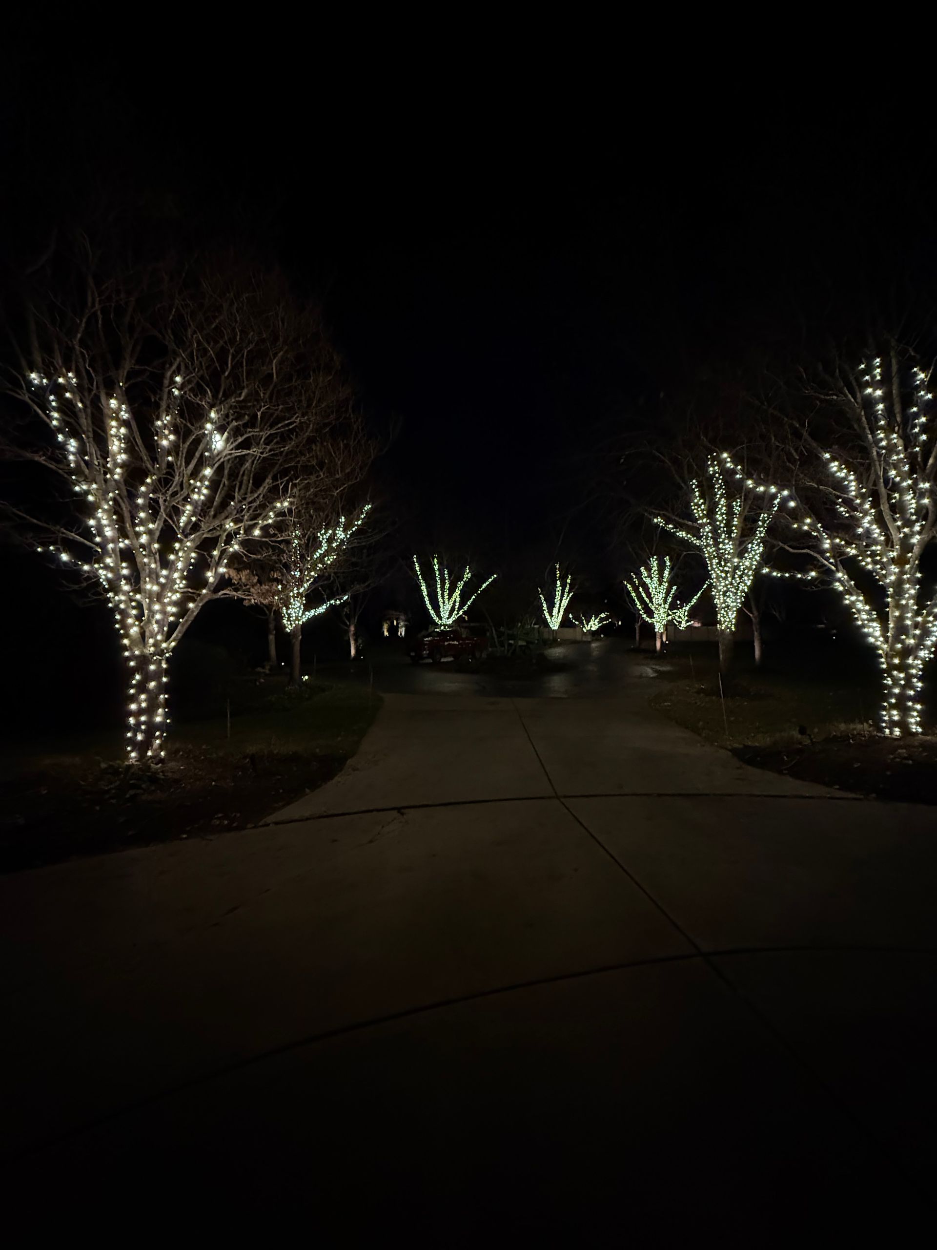A driveway lined with trees decorated with christmas lights at night.