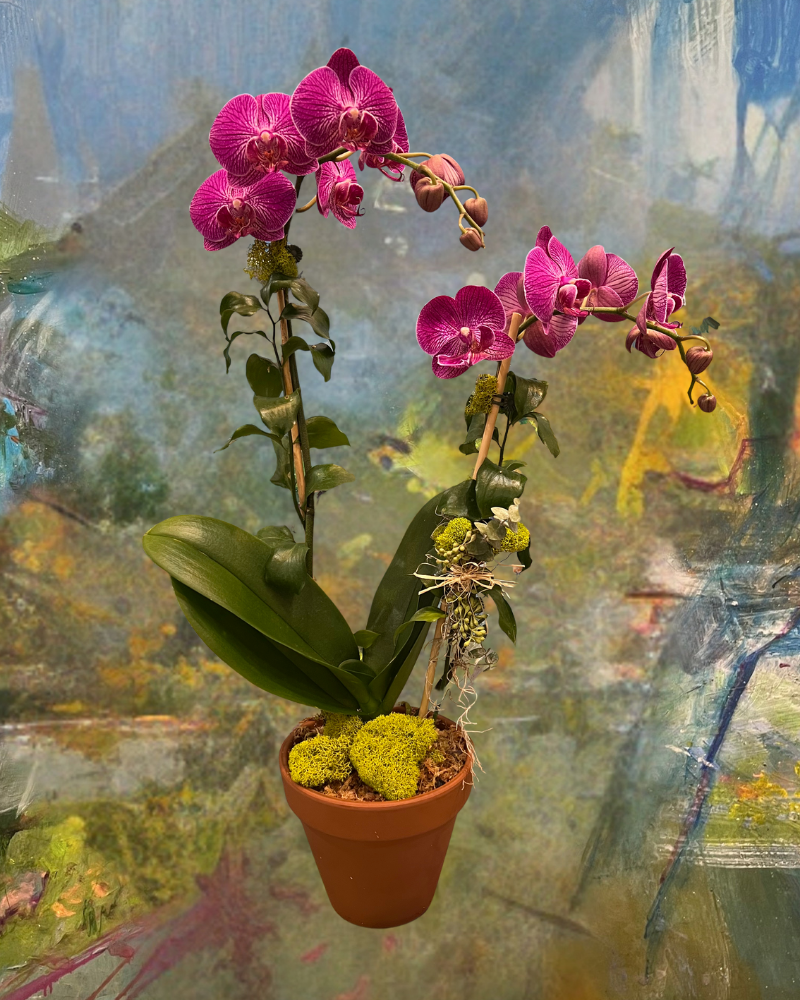 Pink orchid in a small terracotta pot, with yellow moss, against a soft painted background