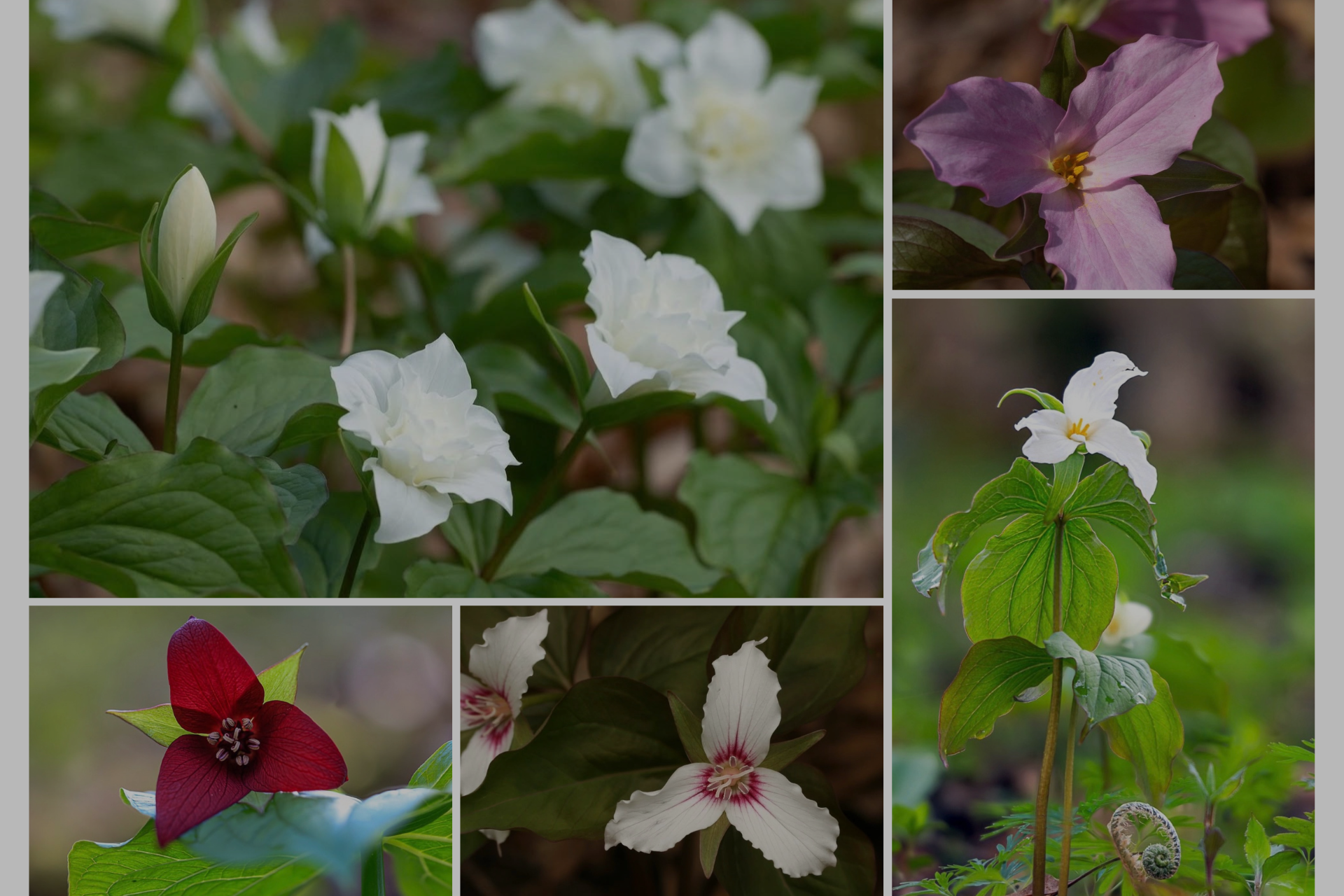 Collage of white and red wildflowers with green leaves against a blurred natural background
