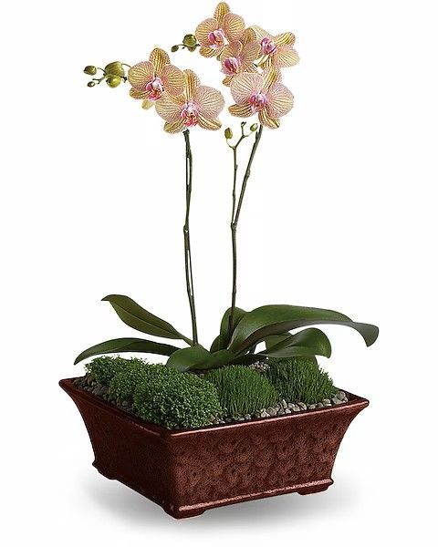 Orchid plant in a square brown pot with moss and pebbles. Flowers are peach and pink.