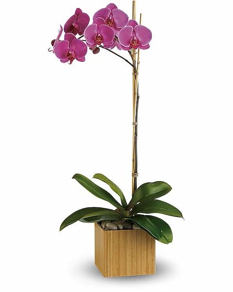 Purple orchid plant in a square wooden pot, with green leaves and bamboo stalk.