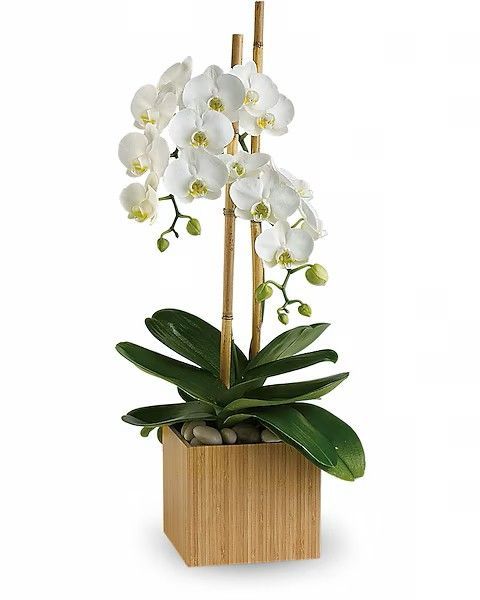 White orchid plant in a square wooden container with bamboo sticks.