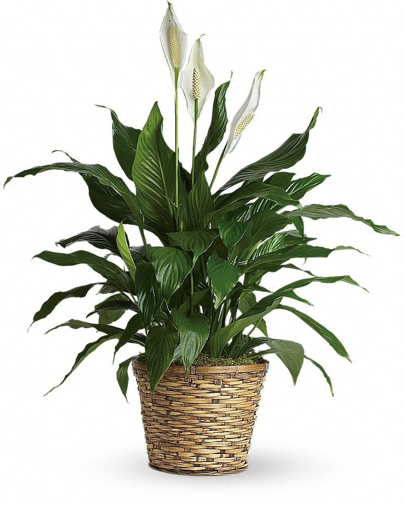 Simply Elegant Spathiphyllum (Peace Lily)