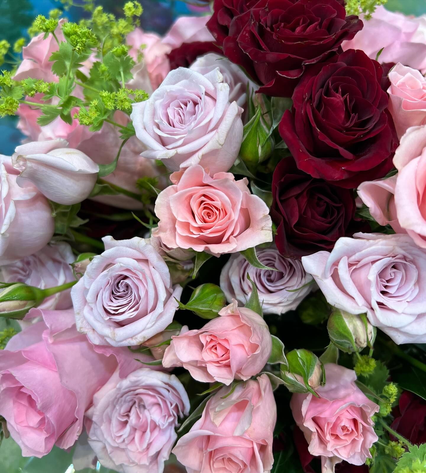 Close-up of a bouquet of roses in shades of pink, lavender, and burgundy.