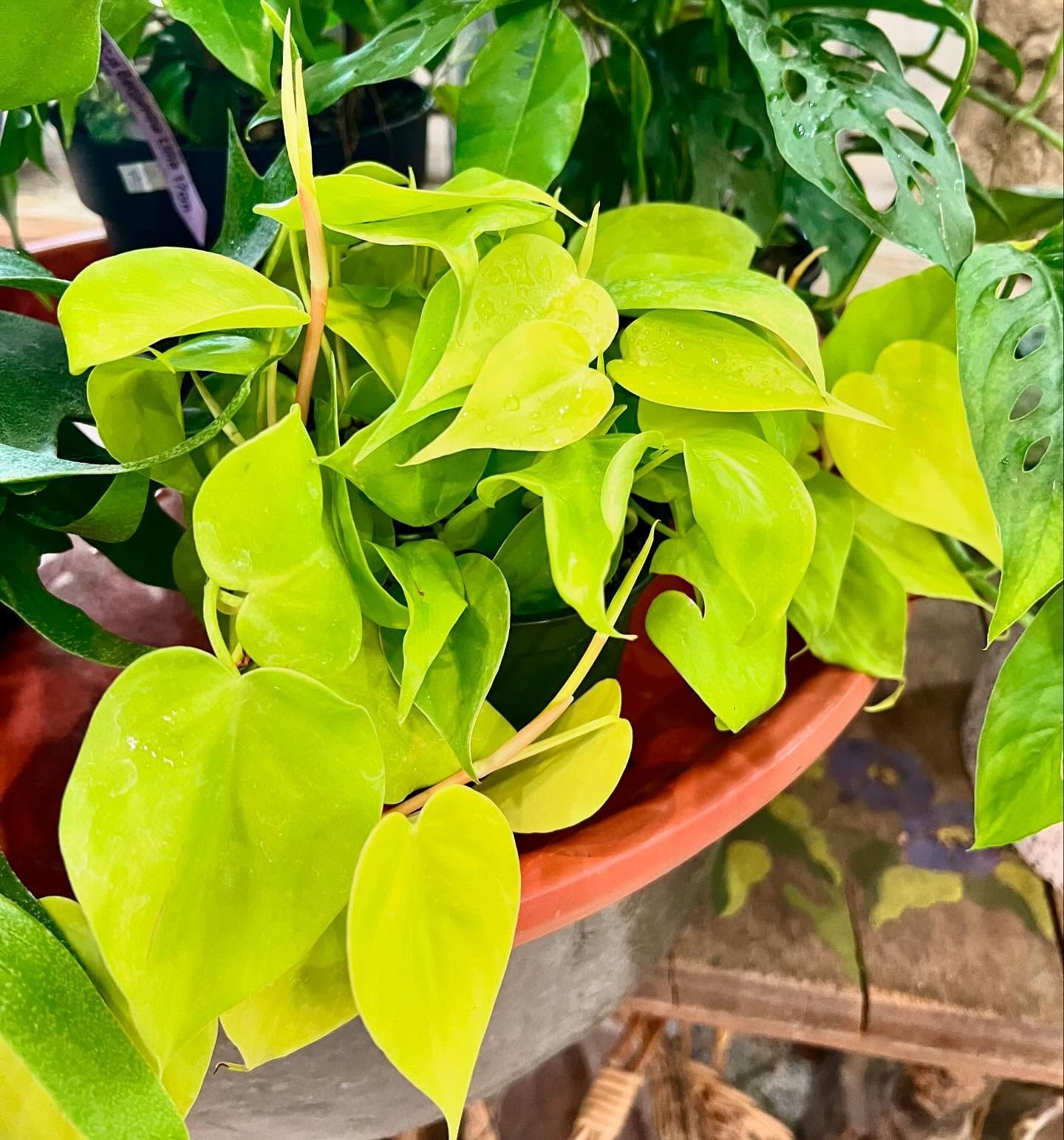 Bright neon-green philodendron plant with heart-shaped leaves in a terracotta pot.