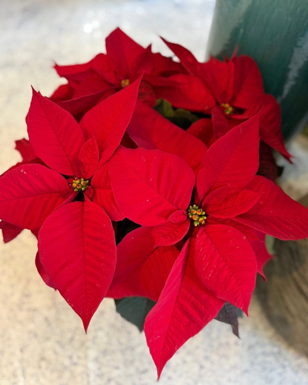 Bright red poinsettia plant with large, vibrant petals.