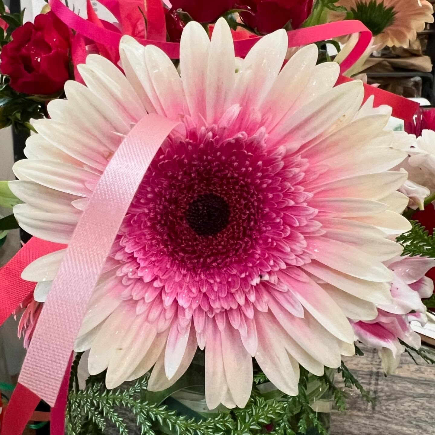 Pink and white gerbera daisy with dark center, pink ribbon.