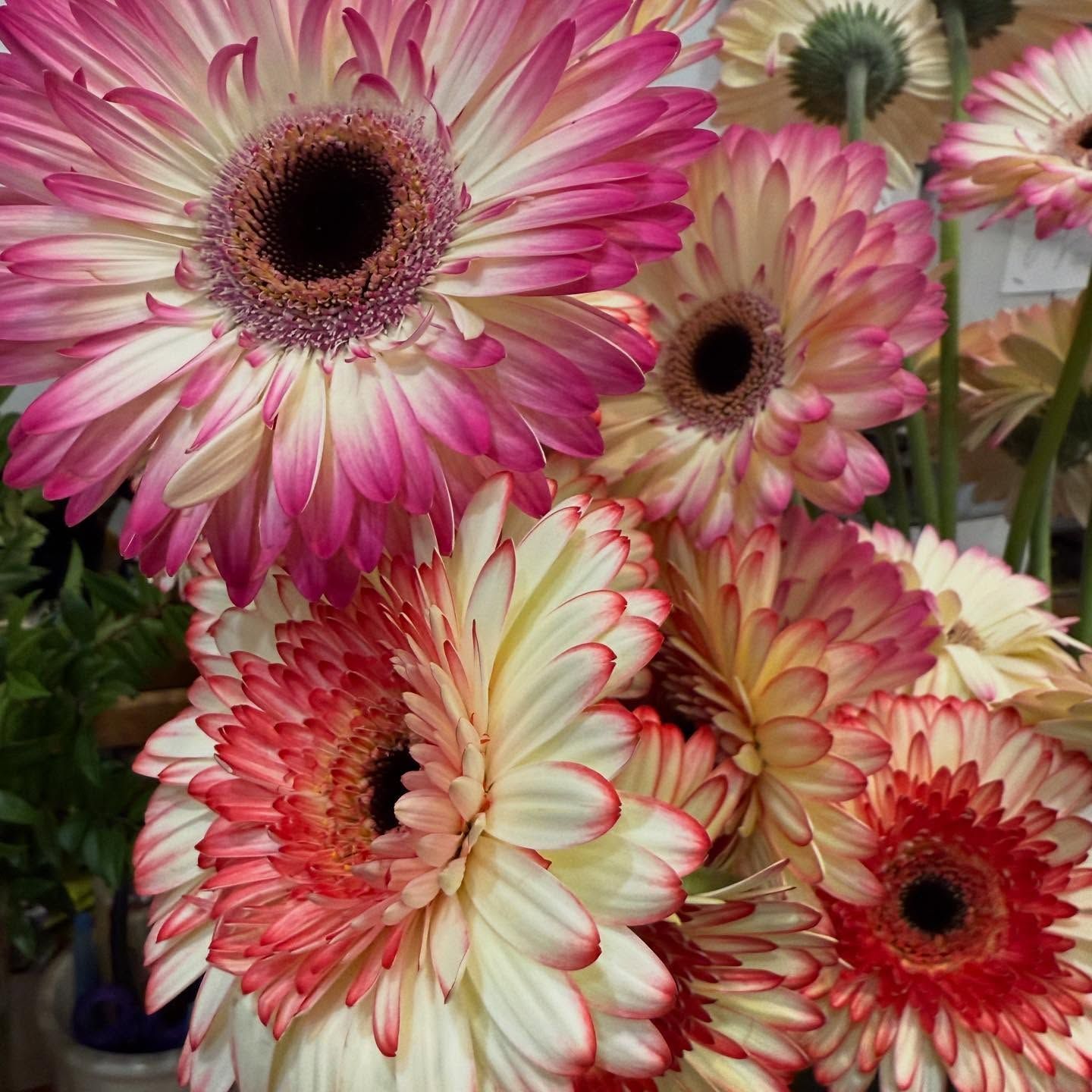 Close-up of vibrant gerbera daisies in shades of pink, red, and cream.
