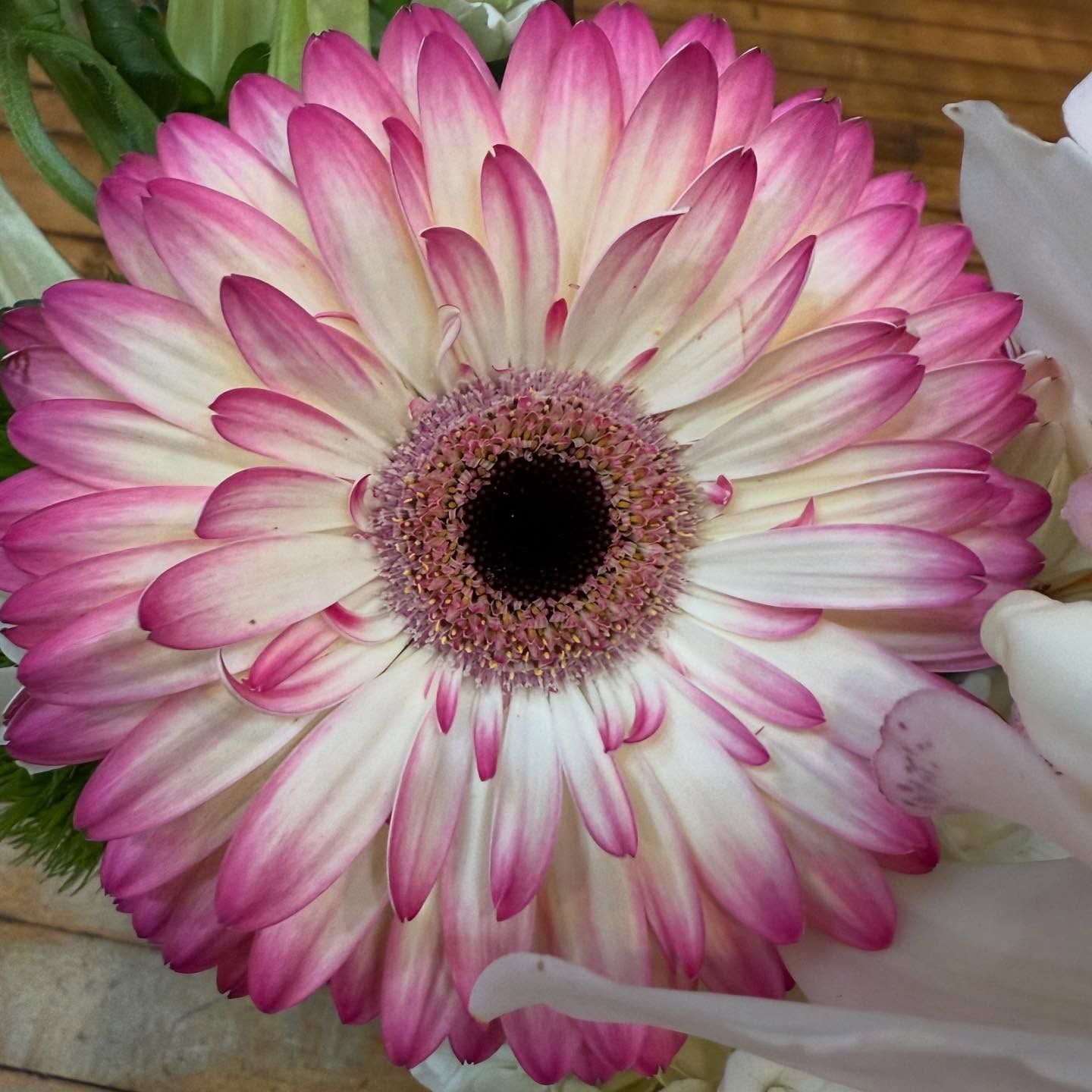 Pink and white Gerbera daisy with a dark center, surrounded by other flowers.