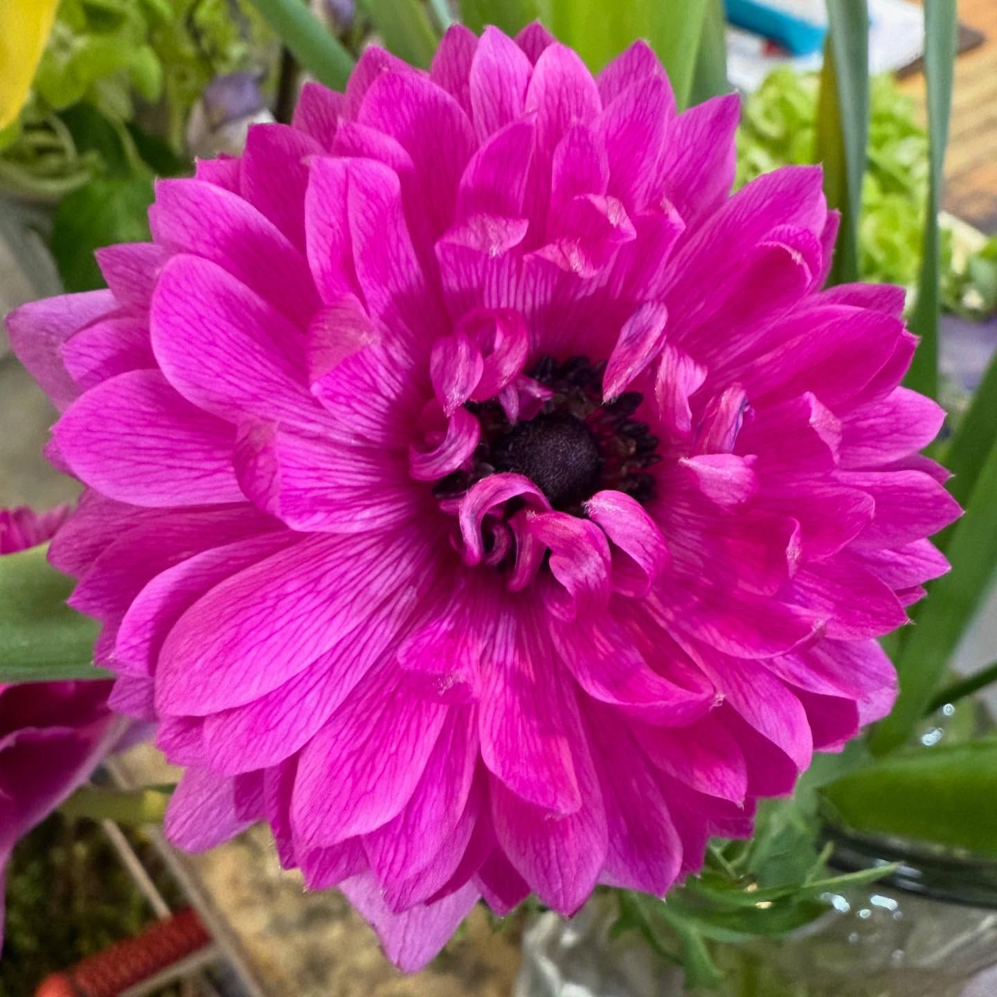 Bright pink anemone flower with dark center, close-up.