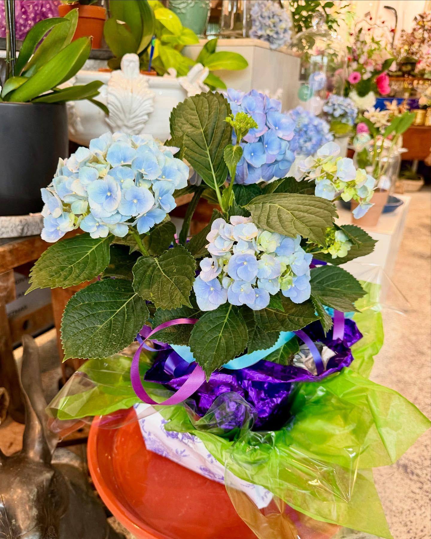 Blue hydrangea plant in a pot, wrapped in green and purple ribbons, set indoors.