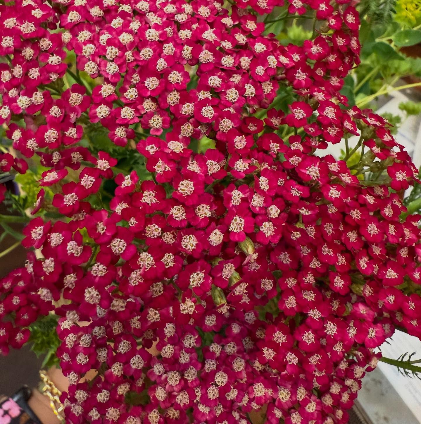 Clustered maroon yarrow flowers with white centers against a backdrop of green foliage.