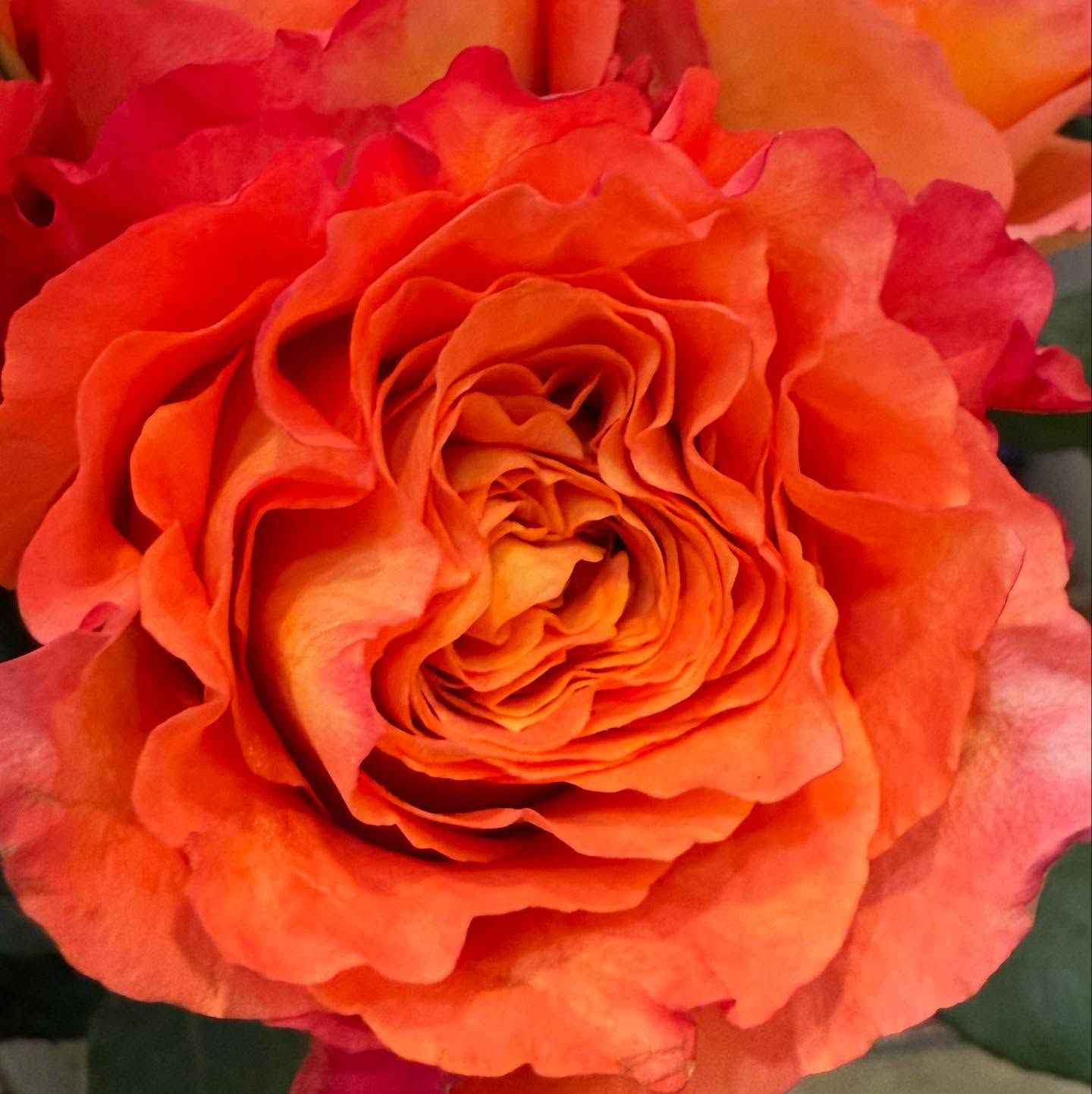 Orange and red rose, tightly curled petals, close-up.