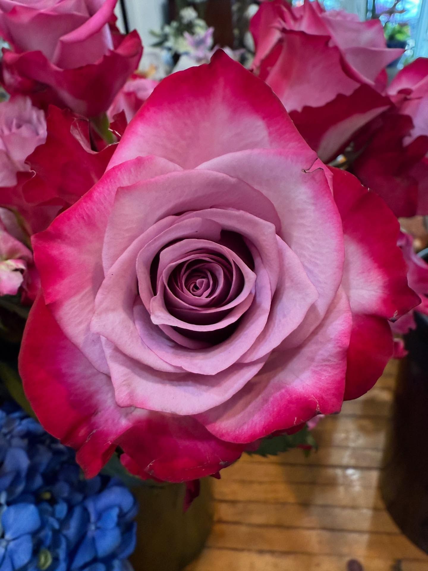 Pink and purple rose with red edges in a vase with other flowers.