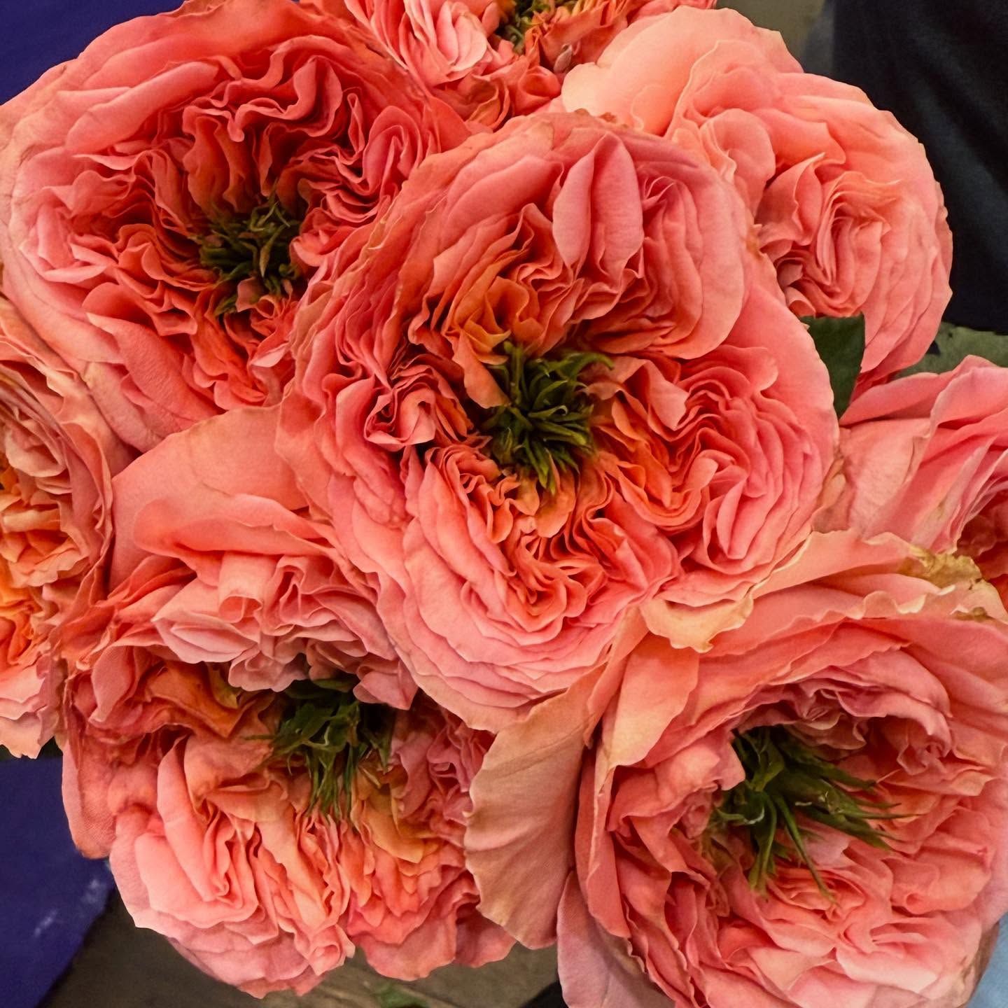 Peach-colored roses with ruffled petals and green centers, clustered closely together.