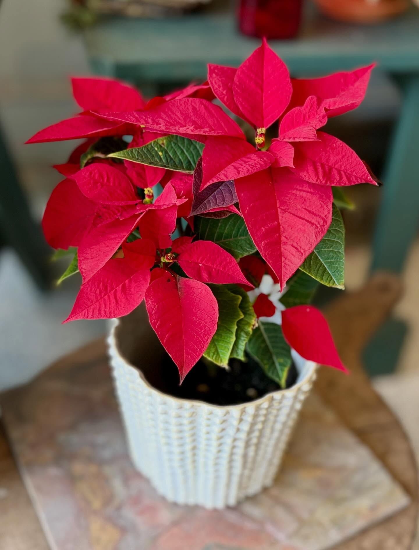 Red poinsettia plant in a white textured pot.