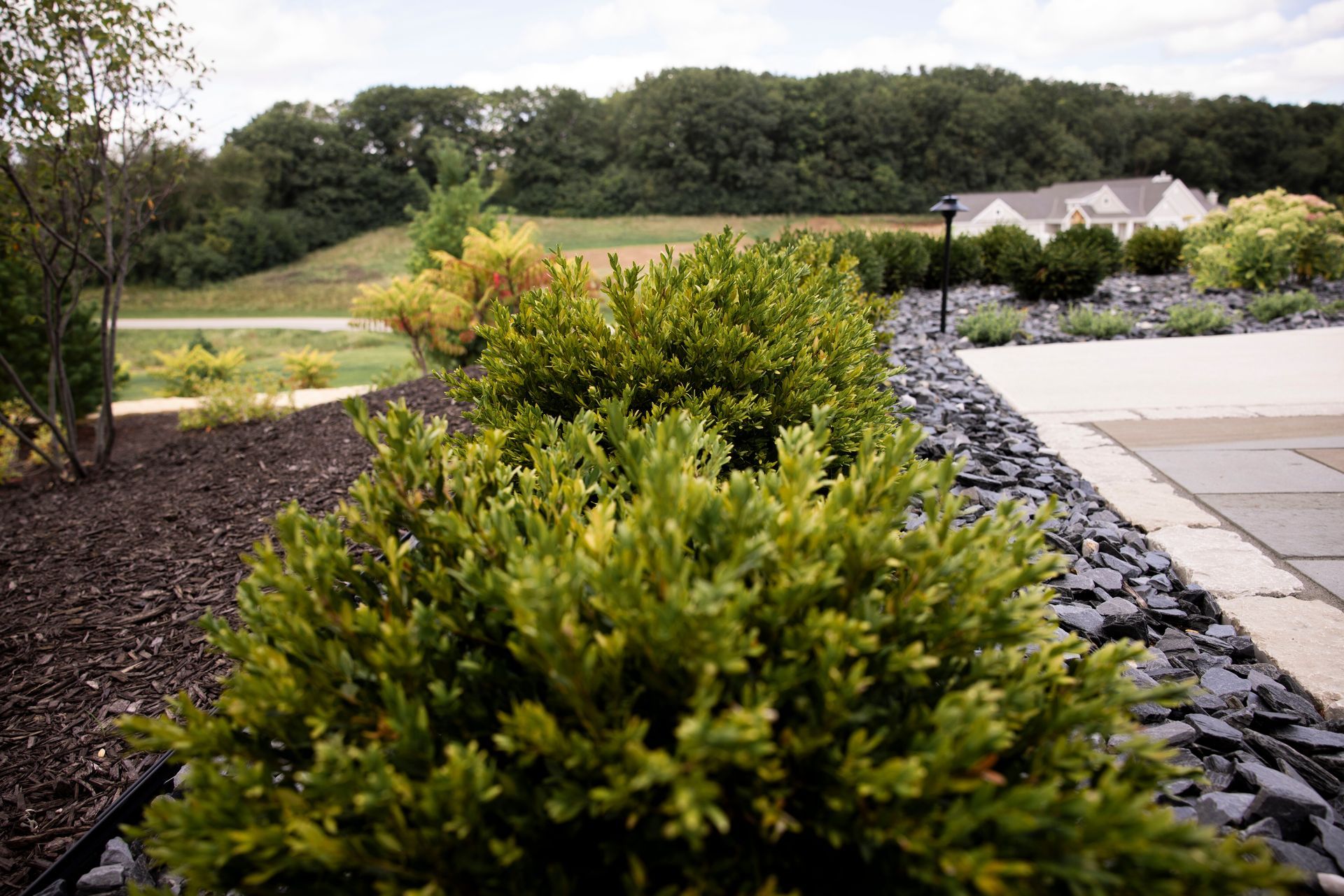 A row of bushes in a garden with a house in the background.