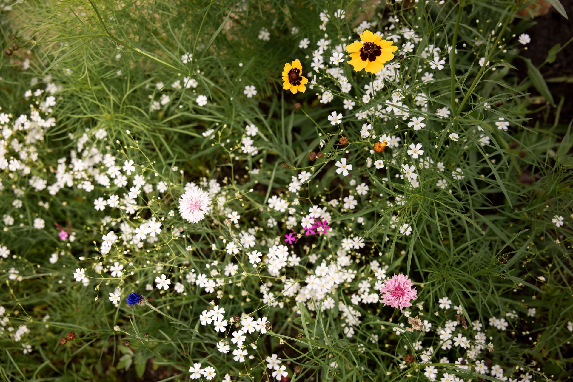 There are many different types of flowers in this garden.