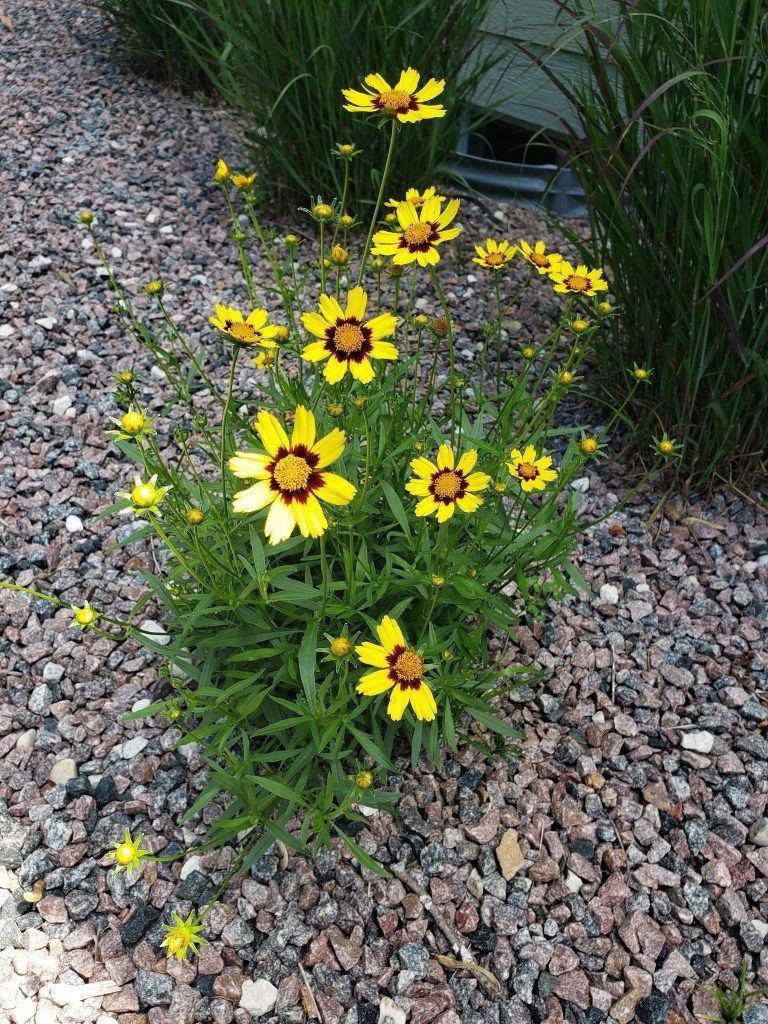 A bunch of yellow flowers are growing on a gravel path.