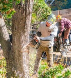 A man is cutting a tree with a chainsaw.