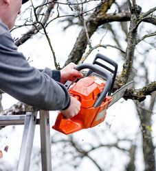 A man is cutting a tree with a chainsaw.